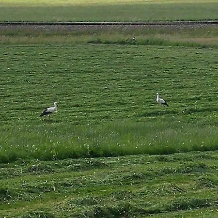 Ferienhaus-schiemann Otel